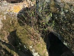 景点-汤旺河林海奇石景区