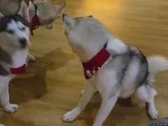 -Husky Go! 哈士奇体验馆·宠物咖啡厅狗咖