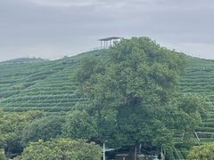 -听风阁农家私房菜茶楼(龙坞店)