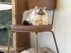 -共舞时光猫咖·狗咖(新街口店)