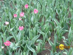 含苞待放-长春公园(普阳街道)