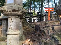 -奈良公园