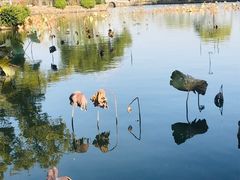 -无锡蠡湖国家湿地公园-蠡园