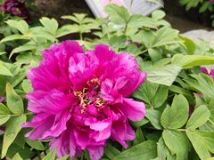-莲花池公园
