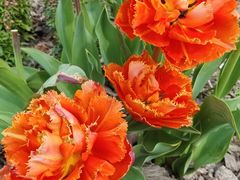 -上海植物园-4号门售票处