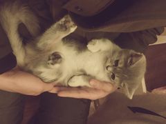 -猫色咖啡·猫咖