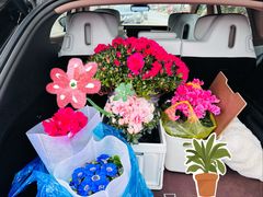 -龙大花卉苗木市场