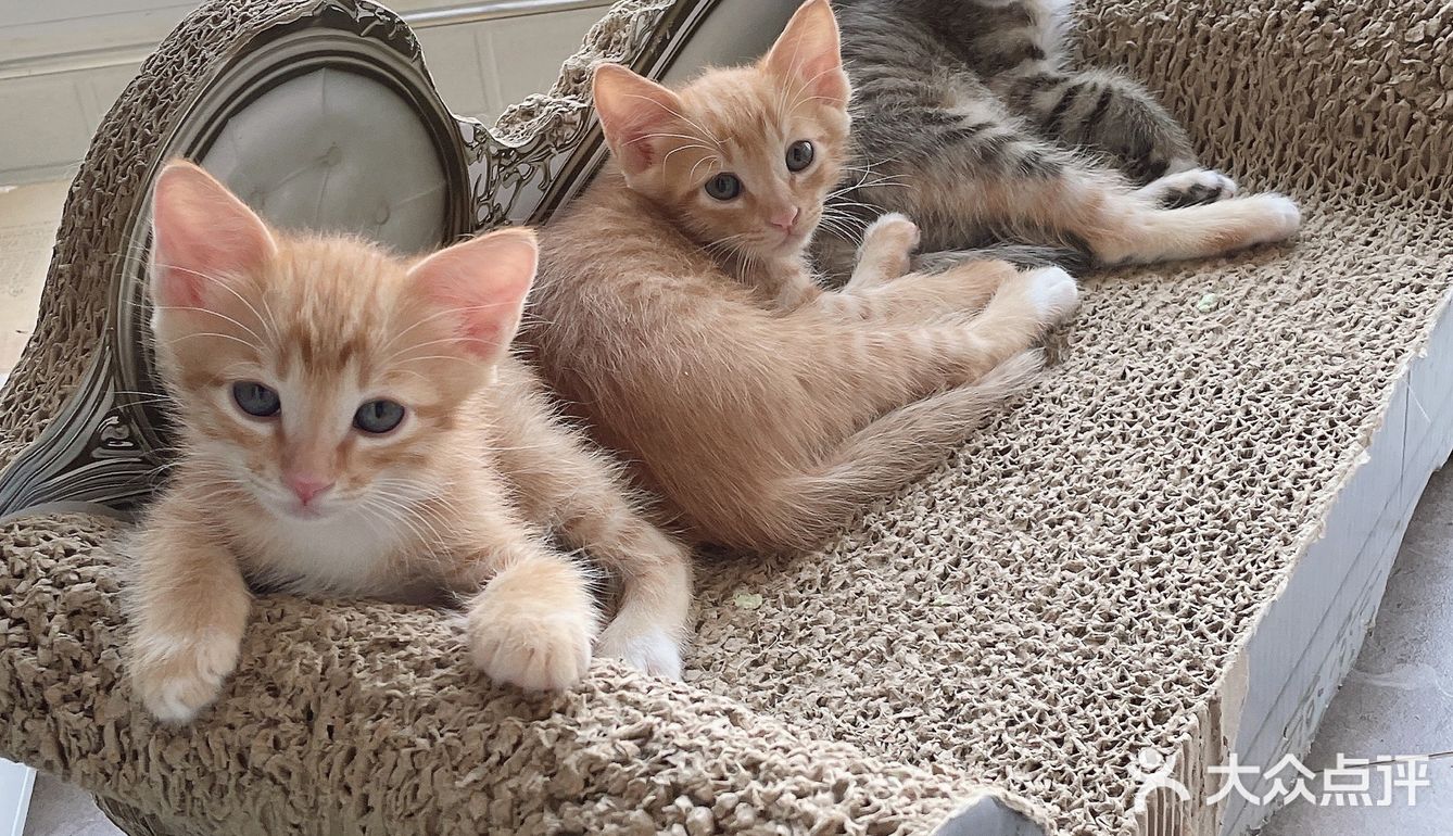 免费领养暹罗猫和橘猫串串小奶猫