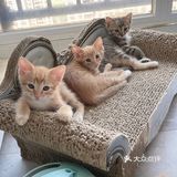 免费领养暹罗猫和橘猫串串小奶猫