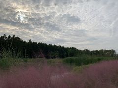 -昆山城市生态森林公园