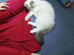 -喵的天空名猫咖啡馆·撸猫·猫舍·用品