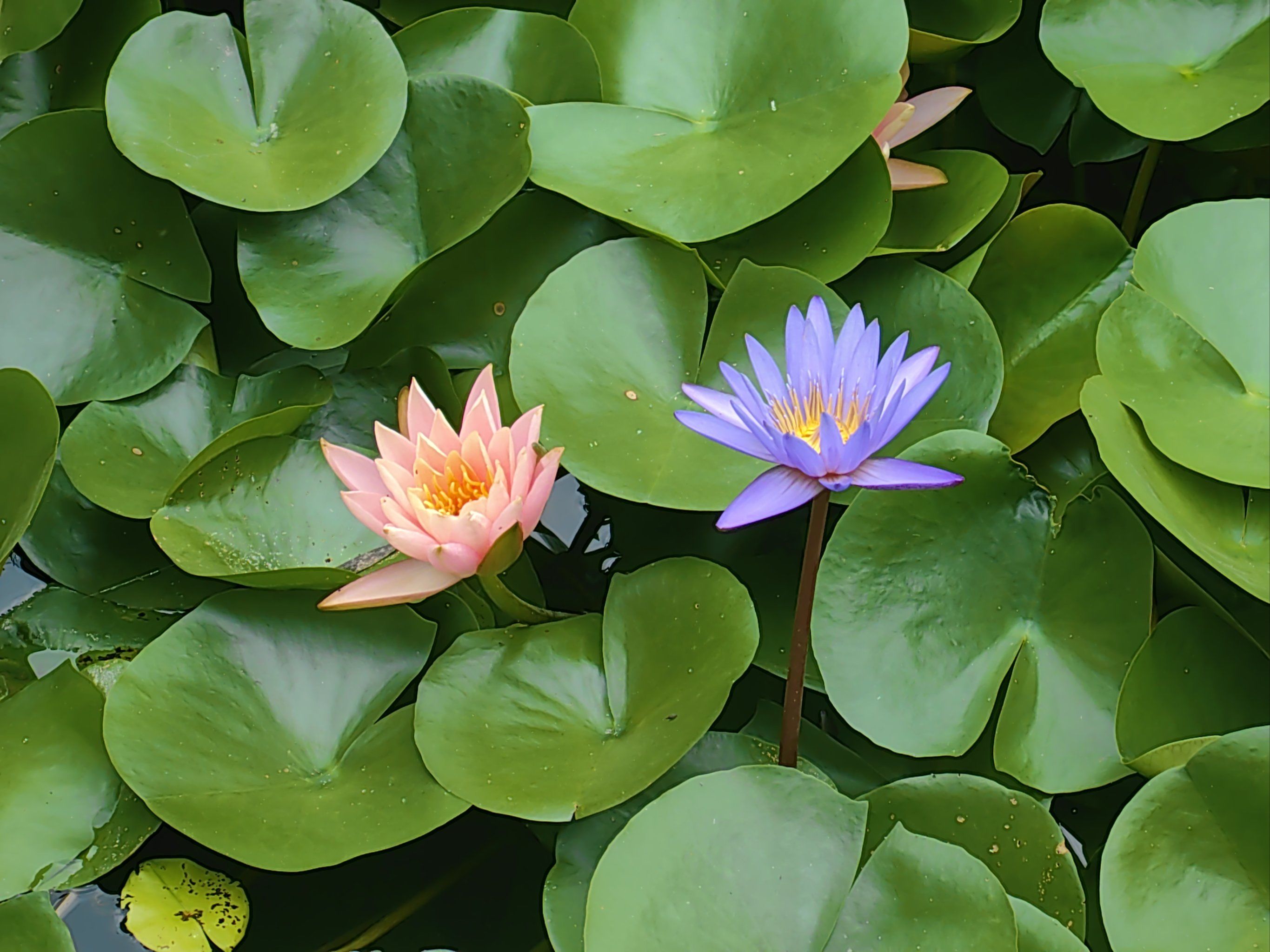 花开两朵,各表一枝