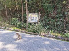 -姑婆山旅游区