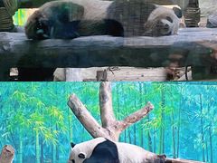 -灵玲国际马戏城