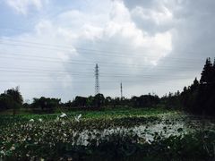 -上海长兴岛郊野公园