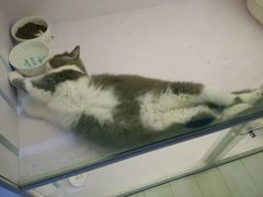 -喵的天空名猫咖啡馆·撸猫·猫舍·用品