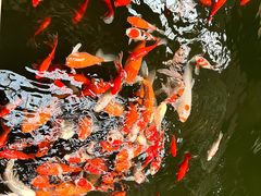 -南宫五洲植物乐园