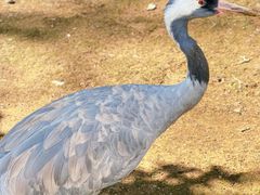 -哈尔滨北方森林动物园