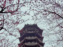 -洋湖国家湿地公园