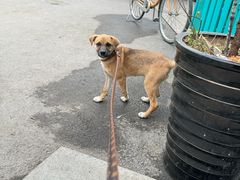 -爱侣宠医·鹦鹉专科·小型哺乳类·异宠专科(灵石路店)