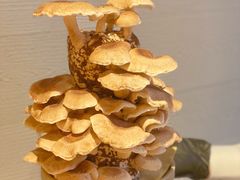 活体菌-斯普汇生蚝牛排馆(中骏世界城店)