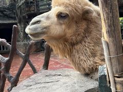 -长鹿旅游休博园