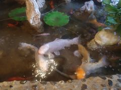 -多哥水·西双版纳传统傣味·昆明土著私藏云南菜(司马巷店)