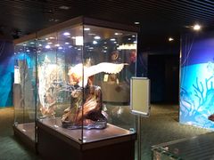 -绮丽珊瑚(台北101旗舰门市店)