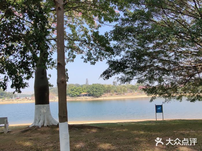 松山湖南湖湾露营营地图片