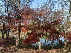 -梁鸿国家湿地公园