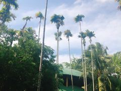 -海南槟榔谷黎苗文化旅游区