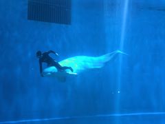 -芜湖新华联大白鲸海洋公园