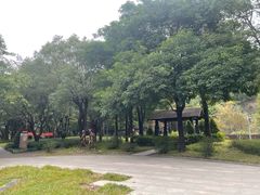-王借岗森林公园