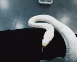 -Moni星球萌宠·小马宝莉·灵蛇·高端高阶全萌宠互动体验俱乐部(红豆国际广场店)
