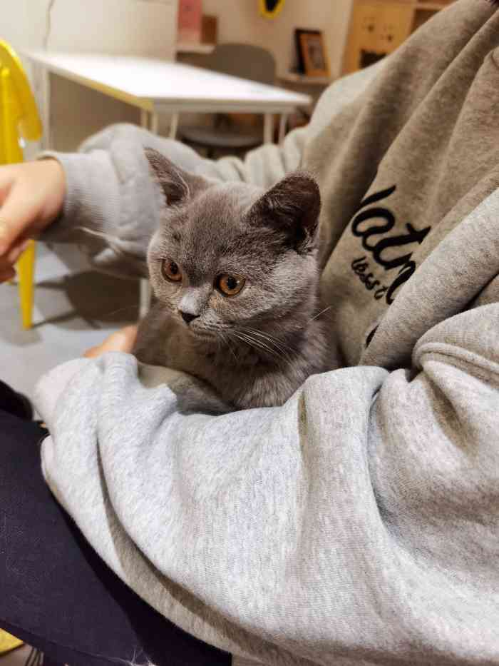 猫宁morning猫咖(福大怡山创意园店)