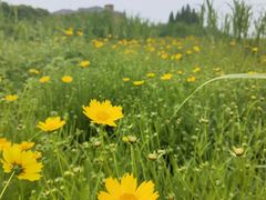-滆湖低碳生态公园