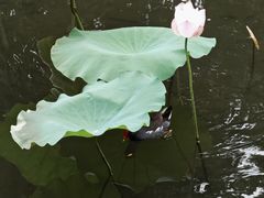 -荔湾湖公园