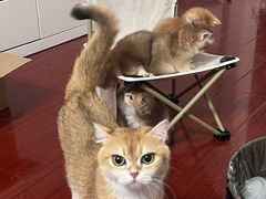 -佳雯宠物医院·皮肤科·内外科(春晓路分院)