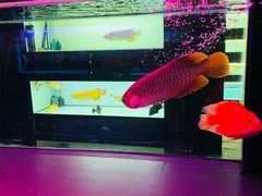 -中环花鸟鱼虫市场