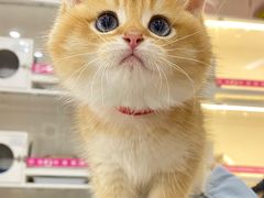 -lincat·猫舍(广州店)