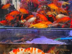 -青石桥花鸟鱼虫市场(叠翠城店)