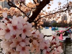 -井之头恩赐公园