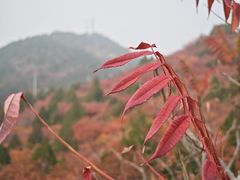 -府君山公园