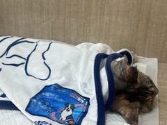 -北京观赏动物医院·24小时大型综合·猫专科·异宠专科