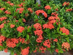 -铭轩中餐厅·海南菜·粤菜(亚龙湾瑞吉店)