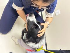 -御宝贝24h宠物医院·转诊中心·CT核磁血透中心(厦门总院)