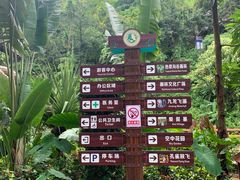 -西双版纳原始森林公园