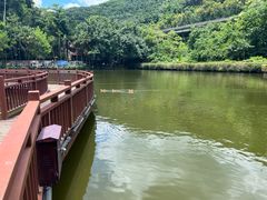 -西双版纳原始森林公园