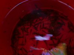 -碓臼峪自然风景区