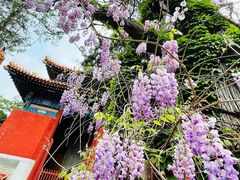 -北京国子监胡同